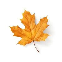 Autumn leaf isolated. Illustration photo