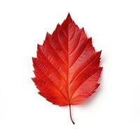 Autumn leaf isolated. Illustration AI Generative photo