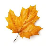 Autumn leaf isolated. Illustration photo