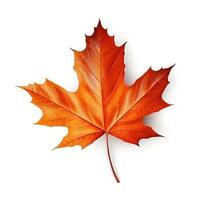 Autumn leaf isolated. Illustration photo