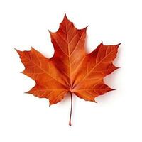 Autumn leaf isolated. Illustration photo