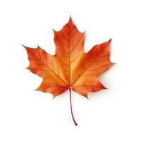 Autumn leaf isolated. Illustration photo