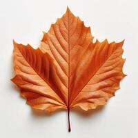 Autumn leaf isolated. Illustration photo