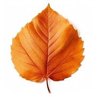 Autumn leaf isolated. Illustration photo