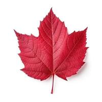 Autumn leaf isolated. Illustration photo