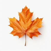 Autumn leaf isolated. Illustration photo