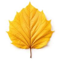 Autumn leaf isolated. Illustration photo