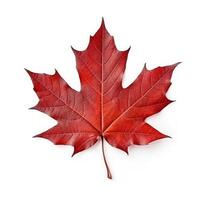 Autumn leaf isolated. Illustration photo