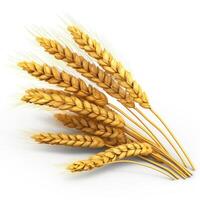 Wheat easrs isolated. Illustration photo