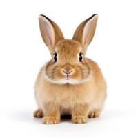 Cute Rabbit Isolated. Illustration AI Generative photo