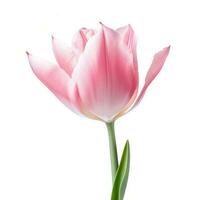 Tulip Flower Isolated. Illustration AI Generative photo