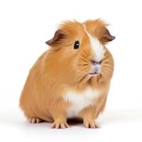 Guinea pig isolated. Illustration AI Generative photo