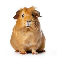 Guinea pig isolated. Illustration AI Generative photo