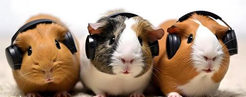 Small group of cute guinea pigs with earphones in studio. . photo