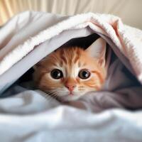 Cute kitten cat hidden under the blanket. photo