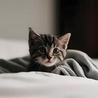 Cute kitten cat hidden under the blanket. photo