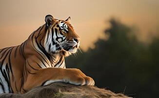 Tigre en el selva a puesta de sol. ai generado foto