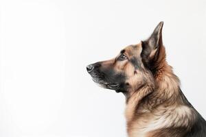 german shepherd isoate on white background created with photo