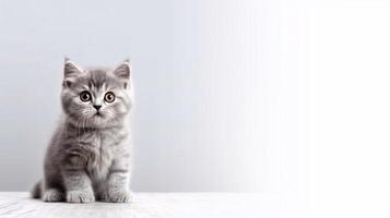 Little cat on white background - photo