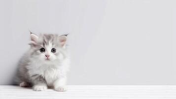 Little cat on white background - photo