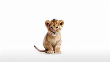 little lion on white background with copy space - photo