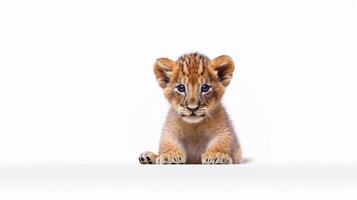 little lion on white background with copy space - photo