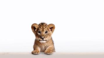 little lion on white background with copy space - photo