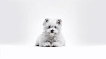 A puppy that is sitting down with its head up on white background - photo