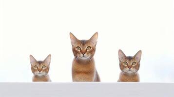 Group of Abyssinian cats sitting on white background. Copy space. photo