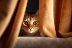 Beautiful Abyssinian cat peeking out from behind the curtains. - photo