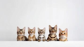 Tres Bengala gatitos sentado en un fila en un blanco antecedentes. generativo ai foto