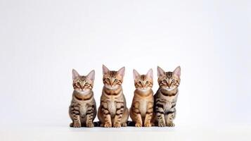 Tres Bengala gatitos sentado en un fila en un blanco antecedentes. generativo ai foto