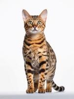 Bengal cat on white background looking at camera. Studio Shot. photo