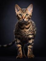 Studio photography of a bengal cat on colored backgrounds, spotlights. Generative AI photo