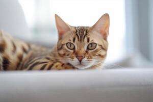 Bengala gato acostado en sofá a hogar y mirando a cámara. generativo ai foto