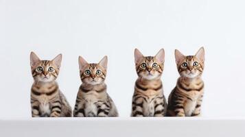 Tres Bengala gatitos sentado en un fila en un blanco antecedentes. generativo ai foto