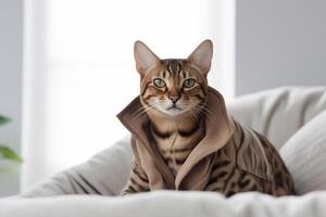 Cute bengal cat wrapped in blanket on sofa at home. photo