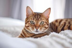 hermosa Bengala gato acostado en cama y mirando a cámara. generativo ai foto