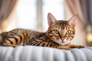 hermosa Bengala gato acostado en cama y mirando a cámara. generativo ai foto