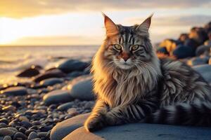 Beautiful Maine Coon cat on the seashore at sunset. photo
