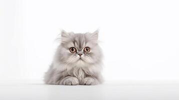 Cute Persian cat isolated on white background. With copy space. photo