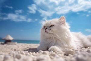 Persian cat on the beach with blue sky and white clouds. photo