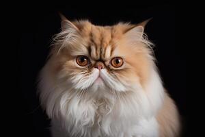 Persian cat on a black background. photo