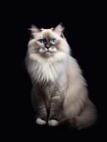 Persian cat on a black background. photo