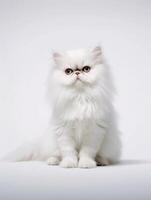 Cute white persian kitten on white background. Studio shot. photo