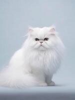 Cute white persian kitten on white background. Studio shot. photo