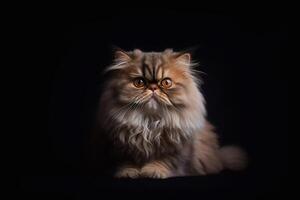 Persian cat on a black background. Close-up portrait. photo