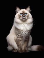 Beautiful Persian cat with blue eyes sitting on black background. photo