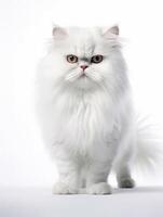 beautiful persian cat on white background. photo