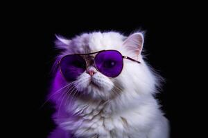 A cute Persian cat wearing purple sunglasses on blak background. photo